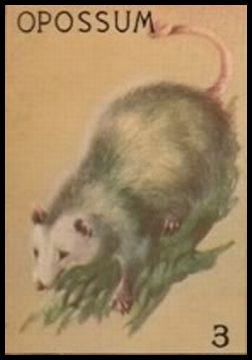 3 Opossum